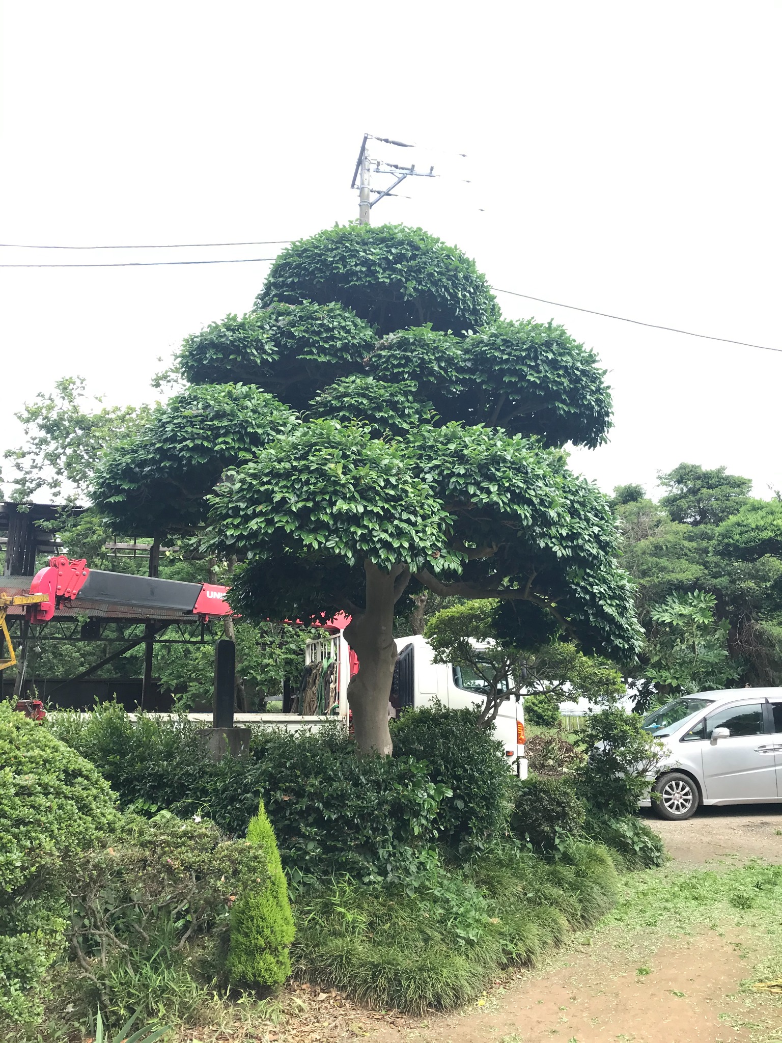ツバキ